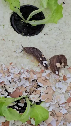Do eggshells really help plants grow? In this video, I explain how crushing eggshells into powder and mixing with lemon juice can release calcium, which is essential for plants, especially in acidic soils. Learn how to prepare this natural fertilizer and why it works better than just using eggshells alone. #gardeningtips #plants #eggshells #naturalfertilizer #calcium #hydroponics #urbanfarming #organicgardening #plantcare #soilhealth 