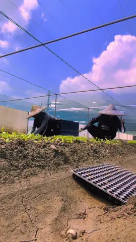 Đi đơn nông nghiệp có gì...? Lương bèo bọt,nắng mưa thất thường,đau lưng mỏi gối...nhưng đơn nông nghiệp vẫn là lựa chọn tốt nhất cho chúng tôi hiện tại❤️🇹🇼🇹🇼🇹🇼#đàiloanvietnam🇻🇳🇹🇼 #nongnghiepdailoan🇹🇼 