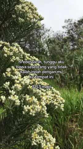 tunggu yaa  #edelweiss #sindoro #mountain #gunungindonesia #pendaki #bungaabadi 