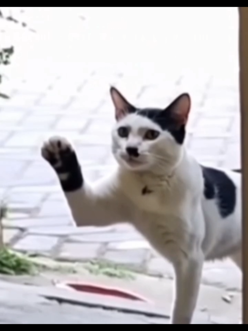 Hitler a Vueltooooooo!