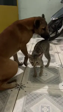Chiến này lên núi ở luôn 😂