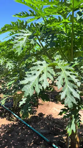 #บ้านหมากแข้ง #ฟีดดดシ #เทรนวันนี้ #มะละกอฮอลแลนด์ 