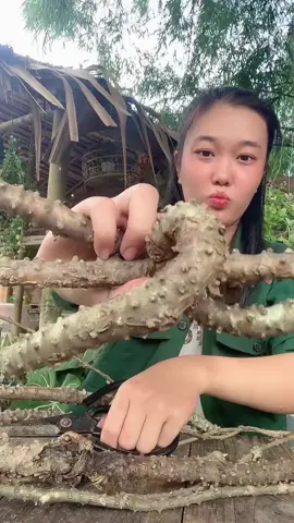 Dây cóc nói đắng mà mn ko tin  #catlai 