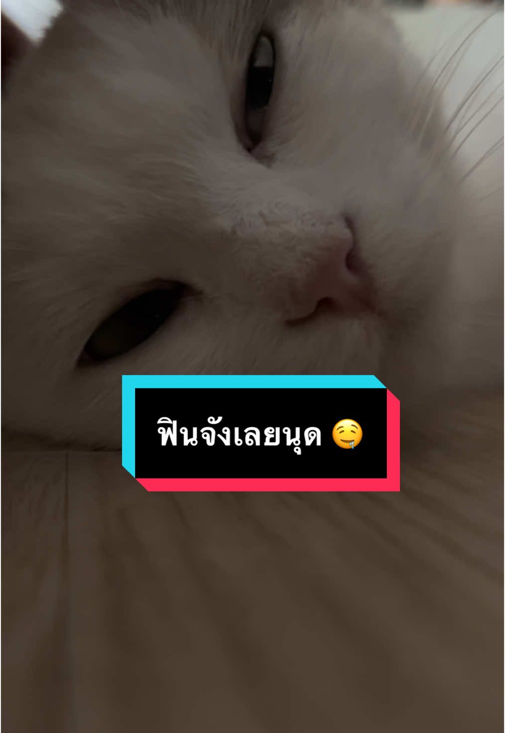 ฟินจังเลยฮะนุดด 🤤 #แมว #ข้าวเหนียว #แมวน่ารัก #tiktok #ฟีดดดシ #ข้าวเหนียวแมวจร