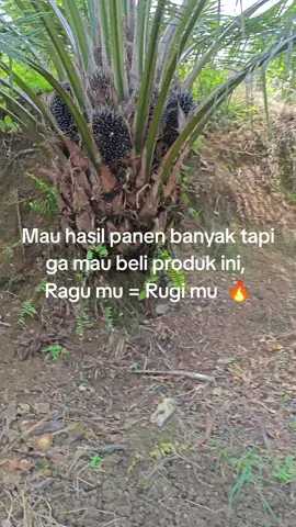 Mau hasil panen melimpah tpi ragu pake produk ini, Rugi boss. Disclaimer sebelumnya ini adalah nutrisi tambahan bukan pupuk pengganti #sawit #sawitontiktok #pupuksawit #fyp #pocboostersawit 