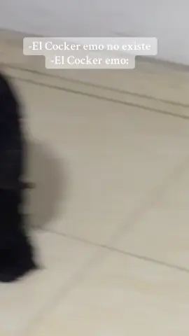 Nuestro Coker se volvió emo a sus 11 años… se llama Icaros #cokerspaniel #panda #emo 