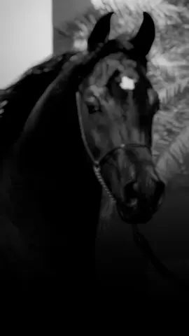 #خيول_عربية_اصيلة❤️🐎  #اقتباسات_عبارات_خواطر🖤🦋  #المصمم_بوهيبه🎬بوهيبه🎵  #مجرد________ذووووووق🎶🎵💞 