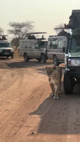 This mama lion was on the hunt… and she walked RIGHT past our vehicle 🦁🔥 You can tell she has cubs — look closely at her big belly! Serengeti never fails to amaze. Would you stay this calm? 👀 #LionHunt #TanzaniaSafari #WildlifeEncounters #SerengetiNationalPark #AfricanSafari #BigCats #NaturePhotography #TravelAfrica #warren_bushman 