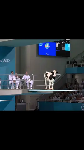 Ranking Animals Olympic Dives #asmr #sports #asmrsounds #diving #cat #ai #aiartist #competition #funny