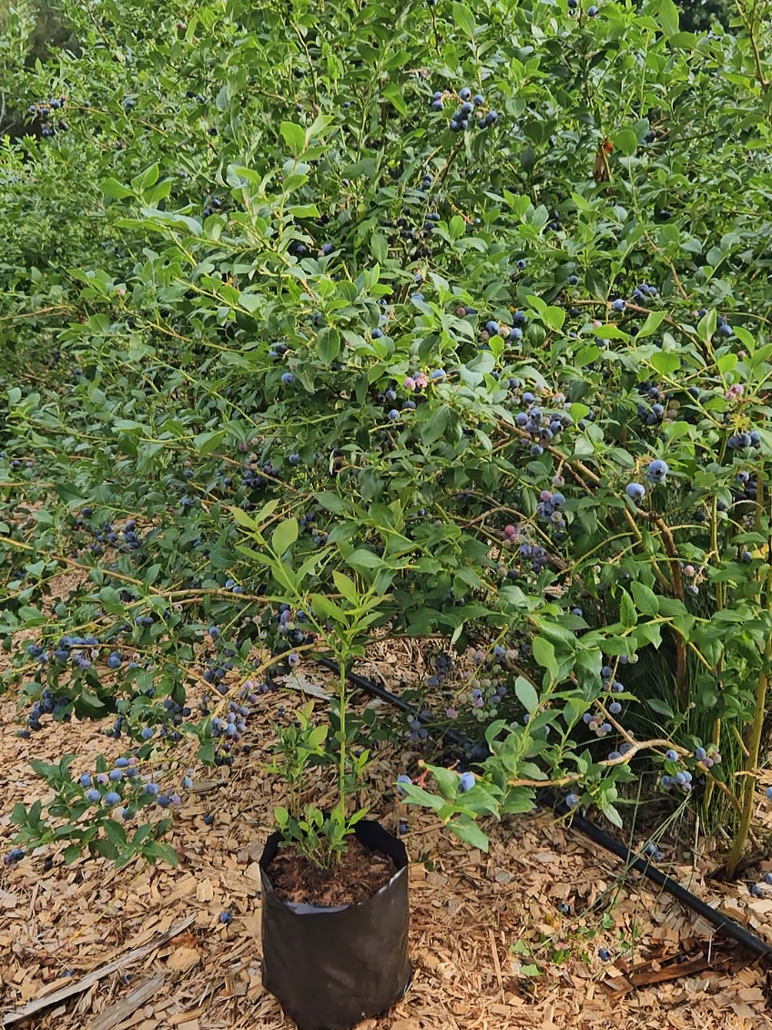 ПРОДАЖА САЖЕНЦЕВ ГОЛУБИКИ 🌱 СОРТ БЛЮКРОП, 2.5 ГОДА #голубикабеларусь #Беларусь #голубика #плантацияголубики #деревенскаяжизнь #сельскоехозяйство #лето2025 