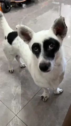 đi ngủ liền #happy #Love #fypシ゚ #dogs #mydog #slep #cute 