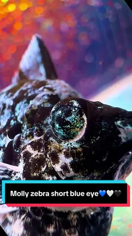 Molly zebra short blue eye💙🤍🖤 #mollyfish #mollyplatinum #mollyplatinumblueeyes #fyp #xh #mollyfishlovers #abcxyz #mollyshortplatium @Aquatic Fish🐠 
