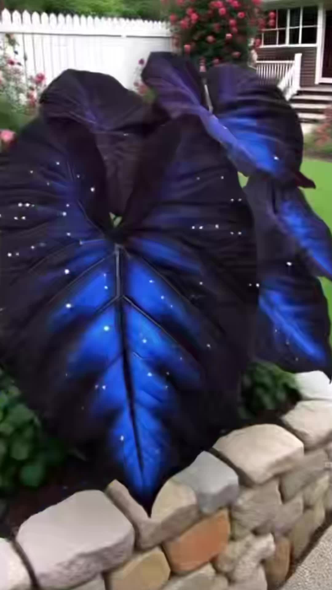 Rare Hosta Seeds-Galaxy Blue Night Sky Hosta Flower Seeds For Perennial Shade Garden Ornamental Foliage for Landscaping Outdoor #RareHosta #ColorfulHosta #HostaLovers #ShadeGardenBeauty #PlantCollector #ExoticFoliage #LeafAesthetic #GardenOddities #RarePlantAlert #BotanicalGems #GardenInspo #HostaSeason #UnusualPlants #PlantTok #FunkyFoliage