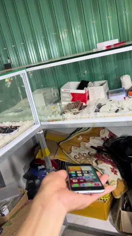 ~ 6S Full chức năng cho anh em dùng nghe gọi mxh chụp ảnh. giá rẻ anh em càn inbox em tư vấn có ship cod tận nơi #xhhhhhhhhhhhhhhhhhhhhhhh #xuhuongtiktok #xuhuong2025 #iphonegiare #xuhuong2024 #iphone6splus #iphone6s 