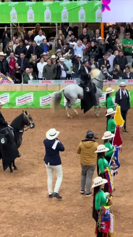 Medellín y sus caballos #caballocriollocolombiano #viral #tiktok 