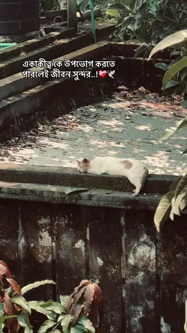 ❤️‍🩹🕊️#creatorsearchinsights #caption #related #viral #tranding #fyp #foryoupage 