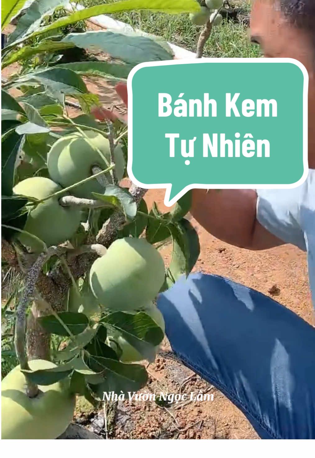 Cây bánh kem - món quà độc đáo cho những ai yêu sự ngọt ngào và khác biệt. Tậu ngay một cây về nhà nào các bác ơi #nhavuonngoclam  #cayanqua  #caybanhkem  #banhkem