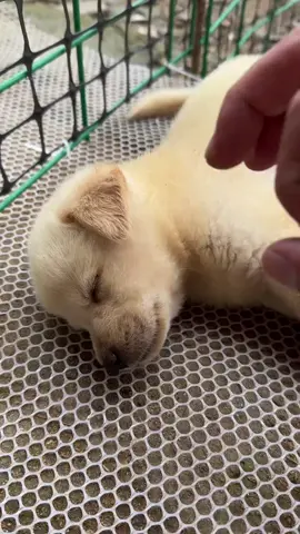 弾いて、クンクンしても、可愛すぎる#dog #cute #funny #tiktok #foryou 
