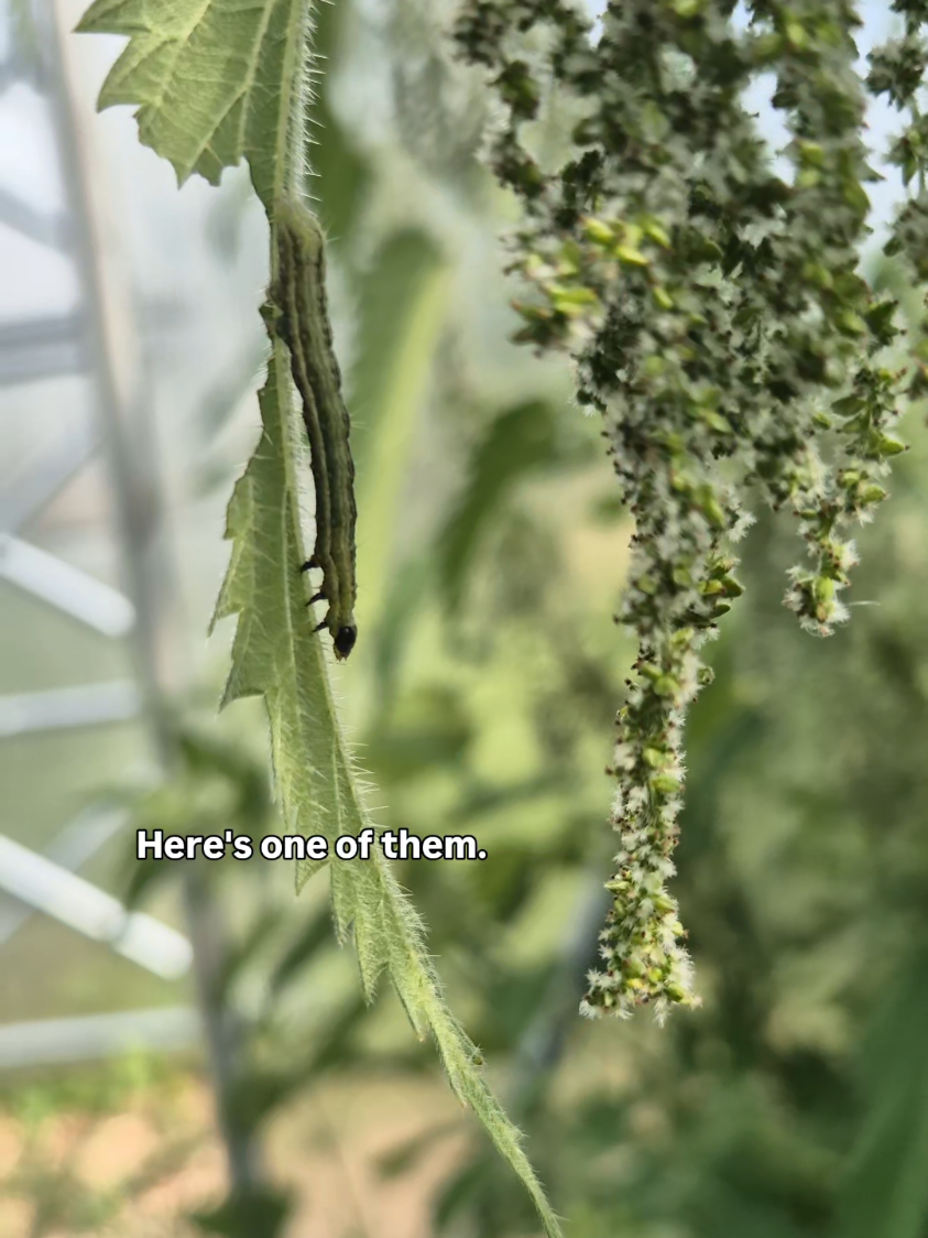 Nettles, often seen as a weed, can be a very beneficial plant in the garden 🌱