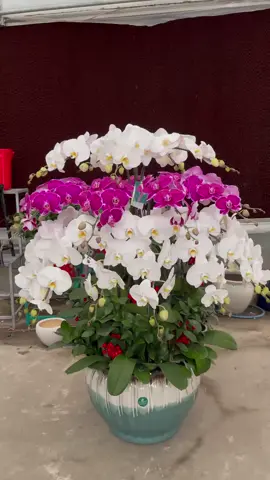 #hoachanthat #lanhodiepdep #ketnoitraitim #hoachucmung #quatangdoanhnghiep #hoakhaitruong 