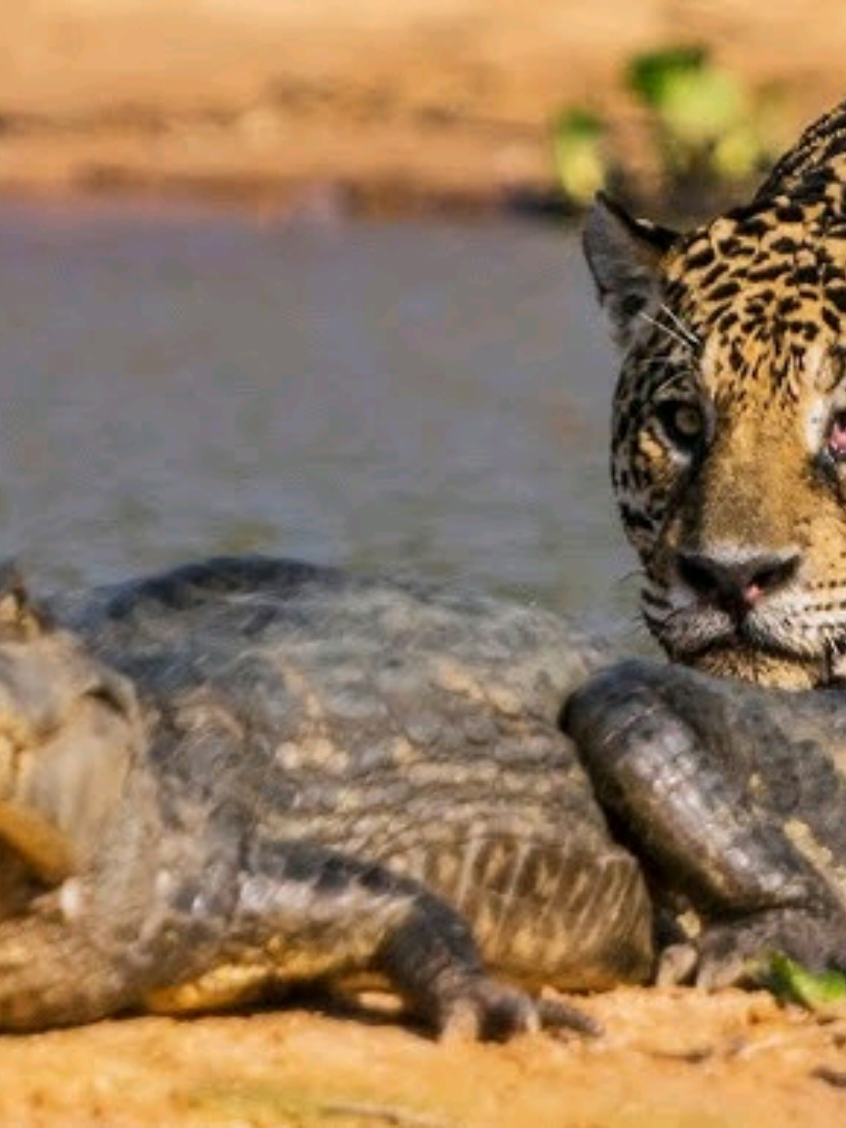 🐆vs🐊  This morning we saw Jaguara prey on a crocodile. #Wild Life  #Jaguar #Wildlife #wow #Nice #foryoupage #foryou #fyppppppppppppppppppppppp 