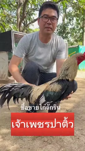 อีก 1 พ่อพันธ์ที่ทรงคุณค่า และมีผลงานการจ่ายลูก จ่ายหลานดีเยี่ยม อีก 1 ตัว ของ จักรินฟาร์ม #เจ้าเพชรป่าติ้ว #จักรินฟาร์ม  #ราชบุรี  #เทรนด์สีโลก  #เทรนด์วันนี้tiktok  #คลิกลิงค์บ้านเขียวหน้าโปรฟลาย  #ระวังมิจฉาชีพ 