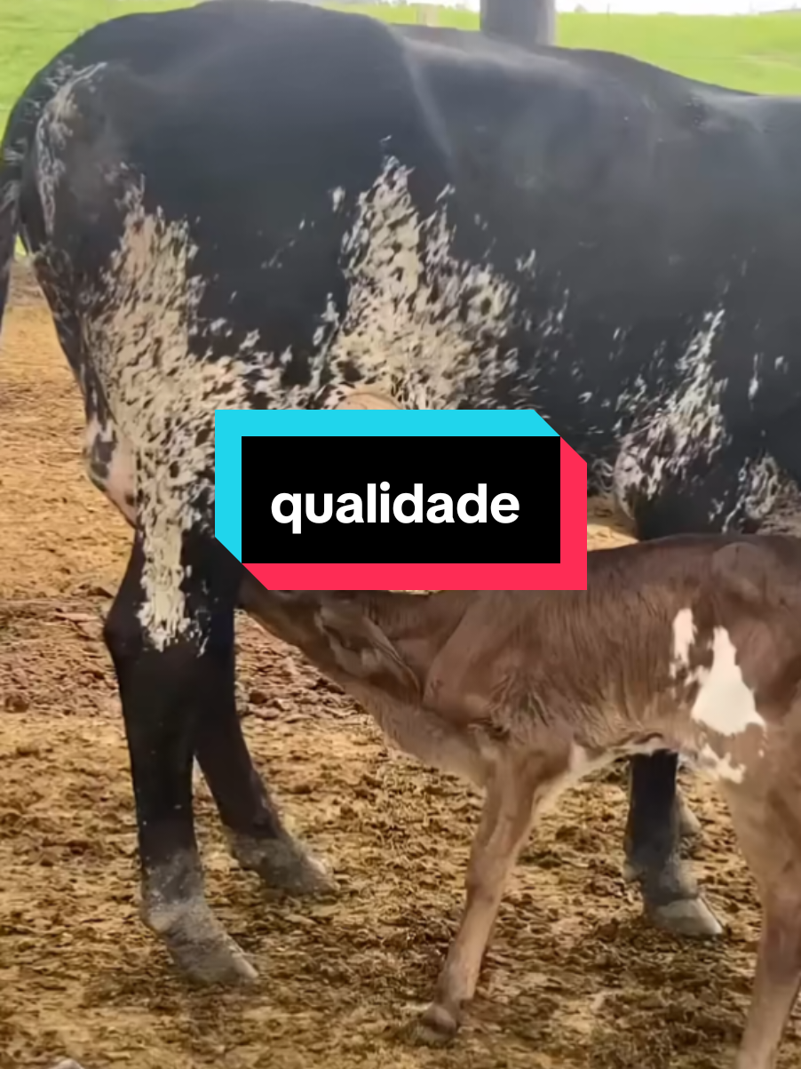 #anosatrás #GenéticaDeQualidade 