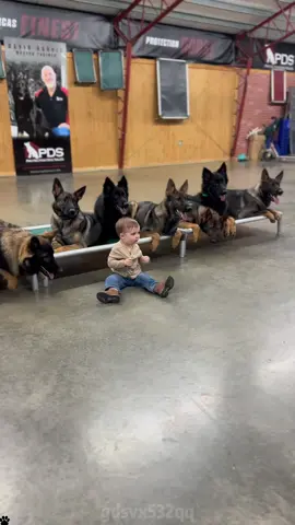 German Shepherds give children the most secure love. #germanshepherd #Love #baby #dog #fyp #foryou #bestpartner #lovestory