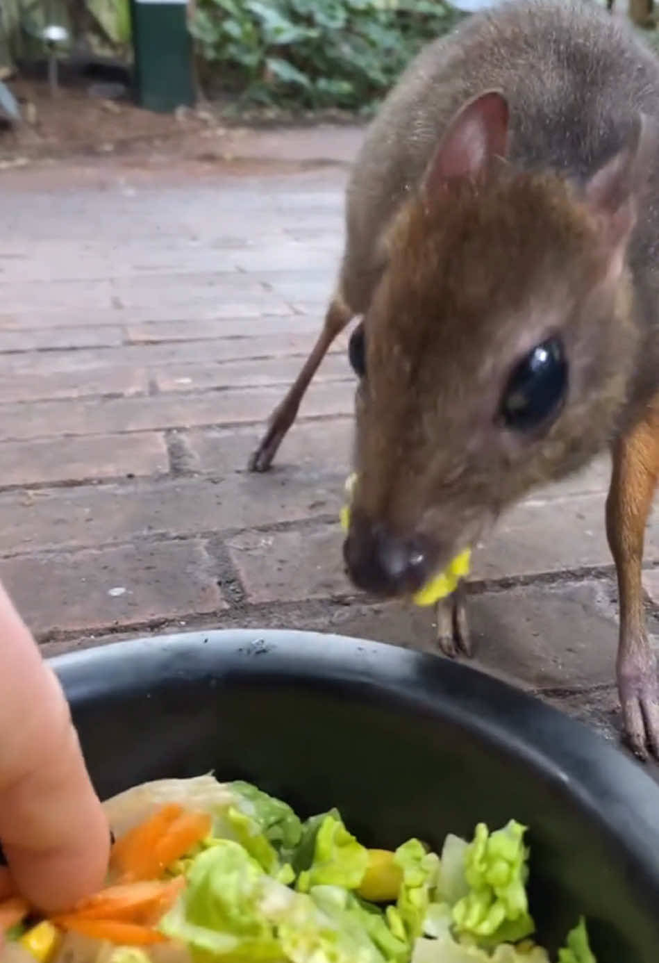 It looks like a deer and also like a mouse #mousedeer #mouse #fawn #cute 