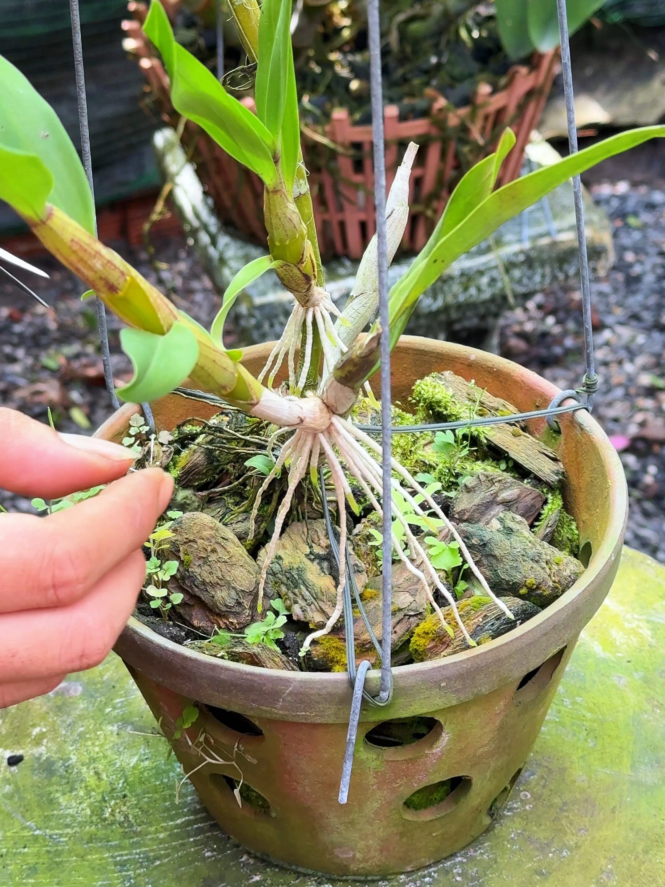 Nhân giống lan đơn giản tại nha anh chị nào cũng làm được #hoa #fyp #orchid #caytrong #lan #xuhuong #viral #hoalan4mua