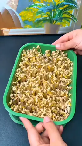 Tauge buatan sendiri lebih segar dan lazat#goodthing #foryou #tiktok #fyp #pucuk 