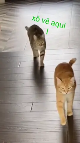 videos engraçados de animais engraçados. #videosengracados #animaisengraçados #comedia #Cachorros #gatos 