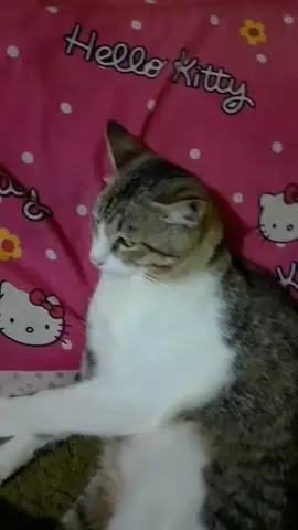 Kucing ku engk tantrom 🤣🤣