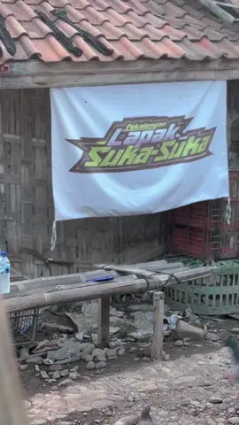 Cuacanya bagus nih bosku🥰🥰🥰 #merpatisukasuka #merpatibalapindonesia #merpatitinggian #merpatisomahankotabatik #merpatiindonesia 