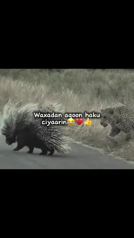 Oo video ah😮‍💨😂....,......... #fypシ゚viral #foryoupage #fypシ゚ #somalitiktok #viewsproblem💔😔 