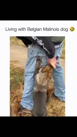 Funny and cute dogs compilation 🤣… #funnydog #funnypet #cutedog #dogsoftiktok #doglover #dog 