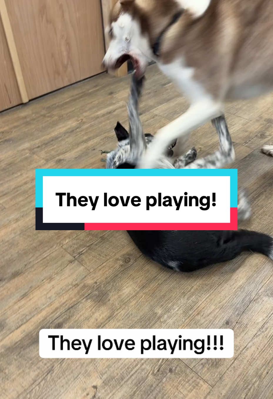They love playing!! 