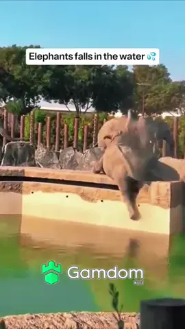 Some real splashing 😮‍💨 #fypシ #viral #trending #xyzbca #fyp #animals 