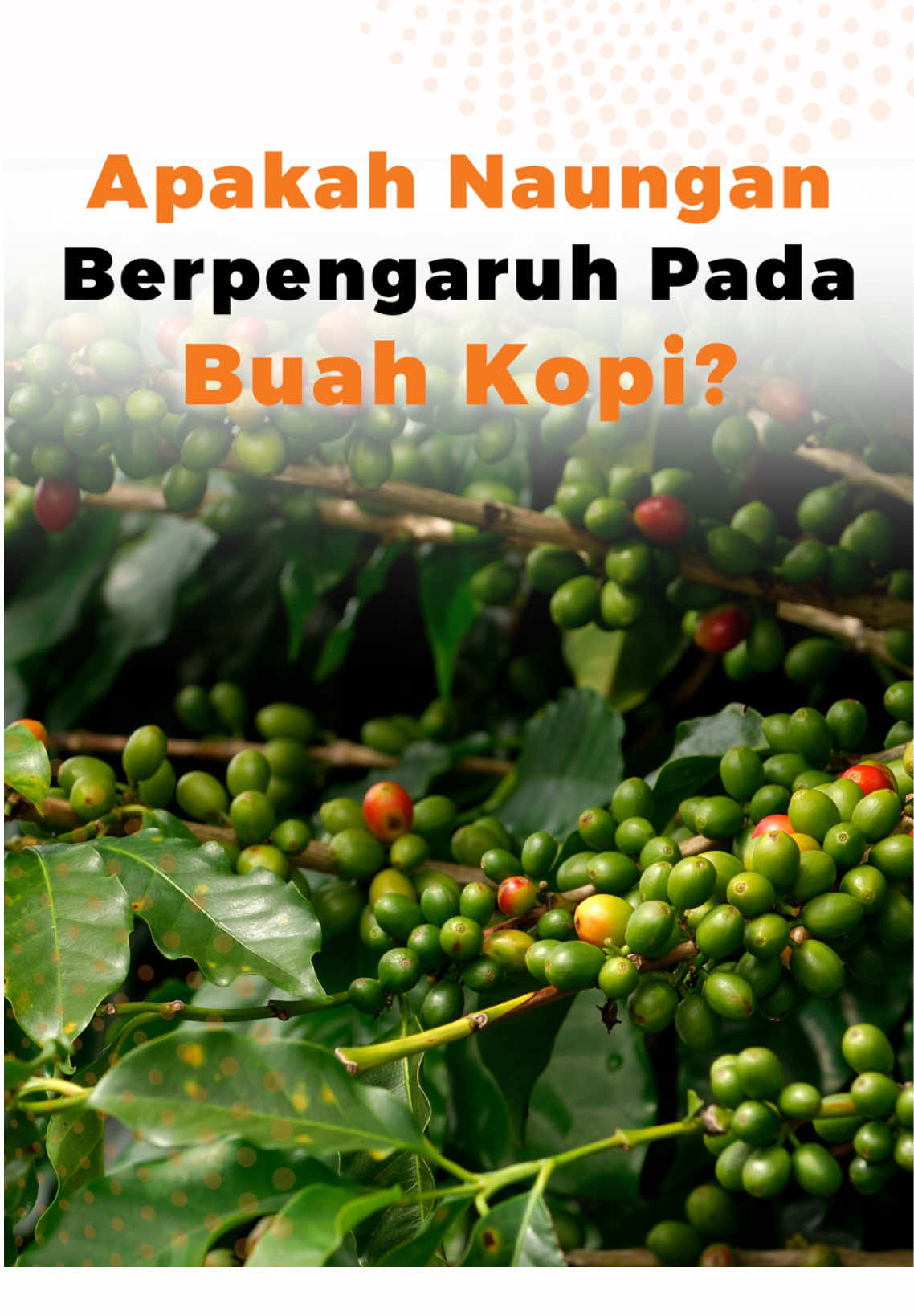 🌱 Pernah nggak sih kepikiran… kenapa di beberapa kebun kopi buahnya lebih lebat dan warnanya lebih cerah? 🤔 Apakah rahasianya ada di perawatan? Atau justru… ada faktor lain yang sering kita abaikan? 😏 Bayangkan… di tengah hamparan pohon kopi yang rindang, ada “teman setia” yang diam-diam bekerja menjaga kualitas buahnya. Bukan pupuk, bukan air… tapi sesuatu yang mungkin belum terpikirkan oleh banyak petani. 🌳 Nah, di video ini kita bongkar jawabannya, sekaligus tunjukkan pohon-pohon yang ternyata paling cocok jadi partner kopi di kebun.  #petaniindonesia #pertanianmodern #petanikopi #kebunkopi #naungankopi #lampung 