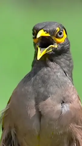 Birds sound nature😱#sound #nature #100k #unfreezemyacount🥺 #fyp #animals #animallover 