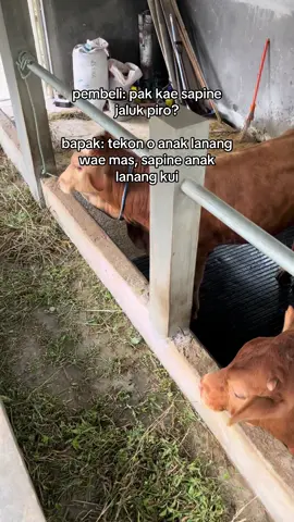 #suksesmuda #kandangmbahdarmo #peternaksapiindonesia #peternaksapimuda #peternakmuda 