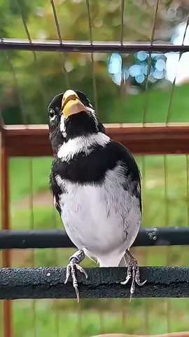 #coleiro #coleirotuitui #coleirobaiano #papacapimpardo #torneiodecoleiro #papacapimcoleiro #aves #criarepreservar #papacapimdefibra #papacapimdetorneio #coleirobaiano #tuituizerozero 