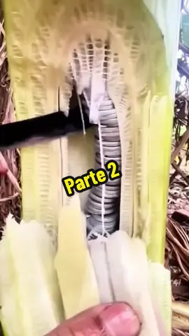 Money din na banana diamond part 2