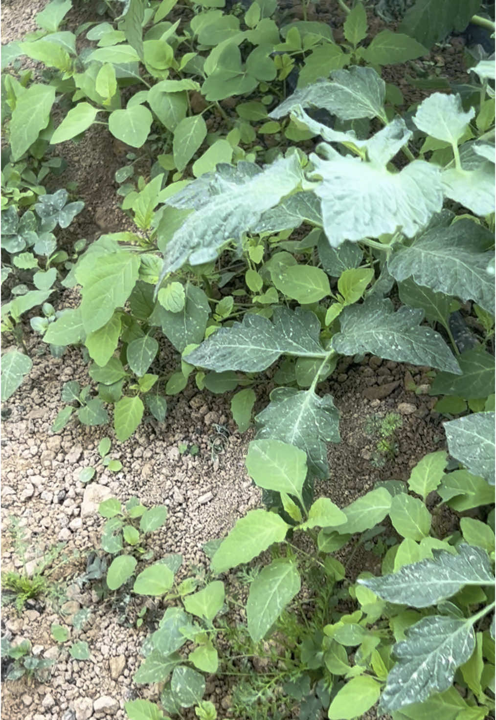 Mato no tomateiro: como controlar 1️⃣ Campo aberto – Herbicidas são comuns, mas precisam ser usados com cuidado e produto registrado. 2️⃣ Estufas – Melhor evitar herbicidas. 3️⃣ Alternativa eficiente – Mulching plástico ajuda a bloquear a luz e reduzir o mato. 4️⃣ Meu manejo – Faço capina manual no início do ciclo, até as plantas cobrirem o solo. 5️⃣ Resultado – Menos competição por água e nutrientes, plantas mais vigorosas. #tomate #agronomia #tomateiro #produtorrural #vidanocampo #agricultura #estufa #greenhouse #tomato #farm 