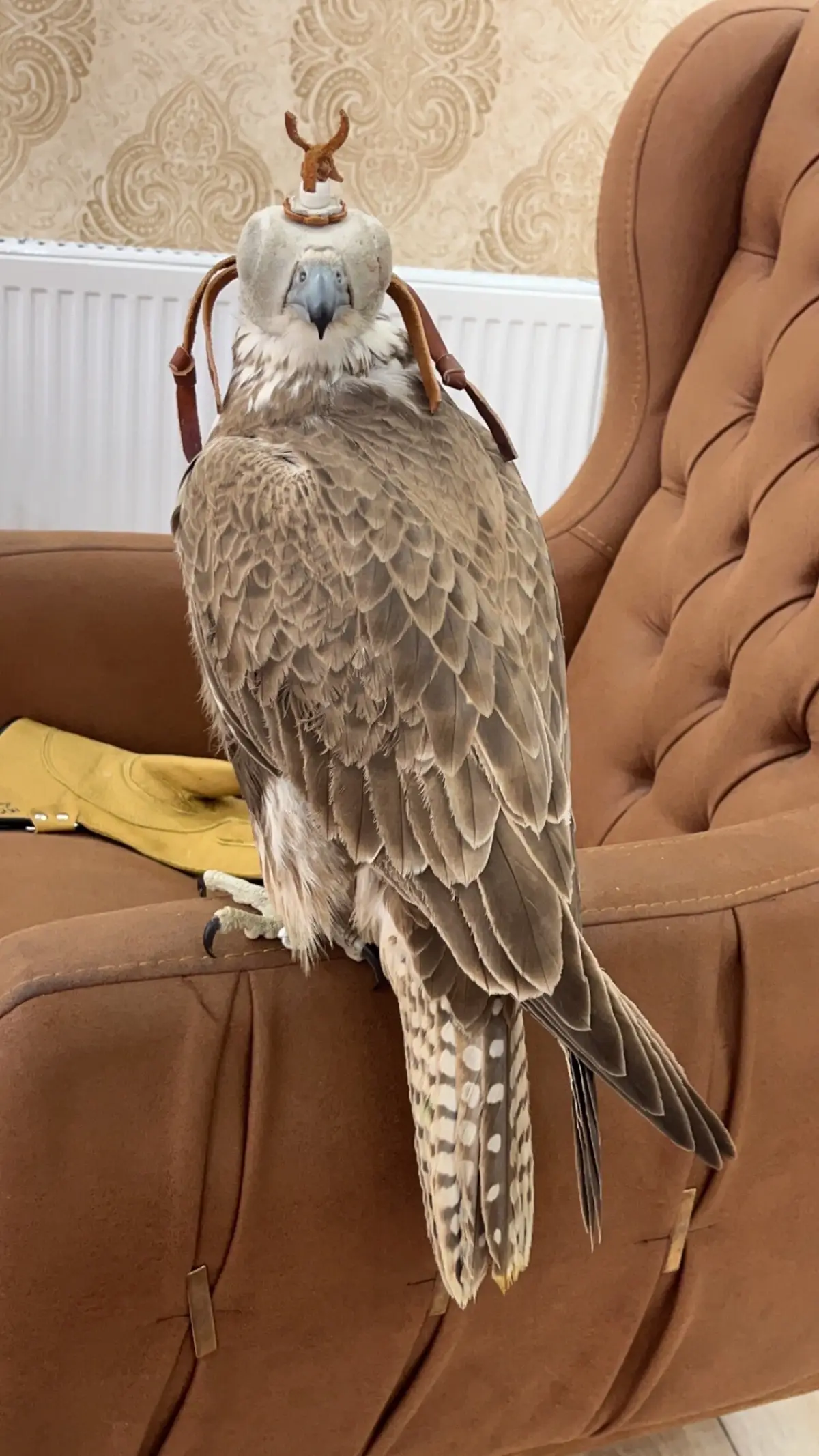 من طيور اخر وقت 25🇮🇷##قطر_الدوحة🇶🇦 #ماشالله_تبارك_الله_اذكروالله 