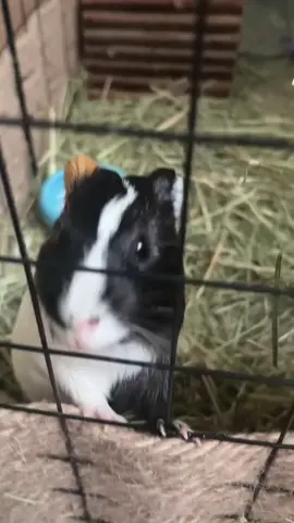 Слышали, как урчат морские свинки?❤️ #морскиесвинки #guineapigs #приютсвинок #пристаньсвинки #выпускникпристани