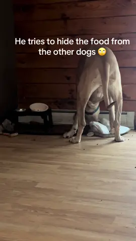 #greatdanesoftiktok #dog #sneaky #silly #food #water #fup #fypシ 