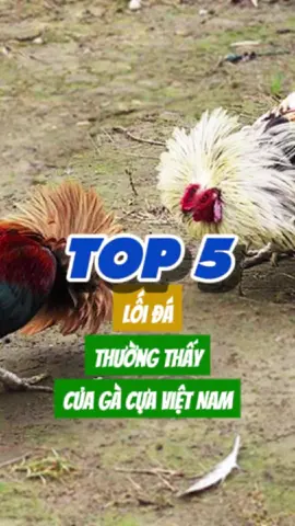 5 lối đá thường thấy của gà c.ự.a Việt Nam #xuhuong #viral #suke #chienke #tiktokgachoivietnam❤️ #toiyeugachoi❤️❤️❤️ #gàchoivietnam🇻🇳 #c1 #c2 #c3 