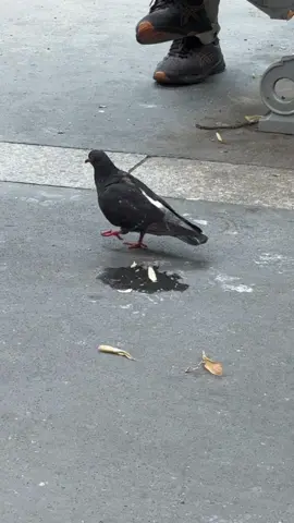 #pigeon #bird #moonwalk #dance 