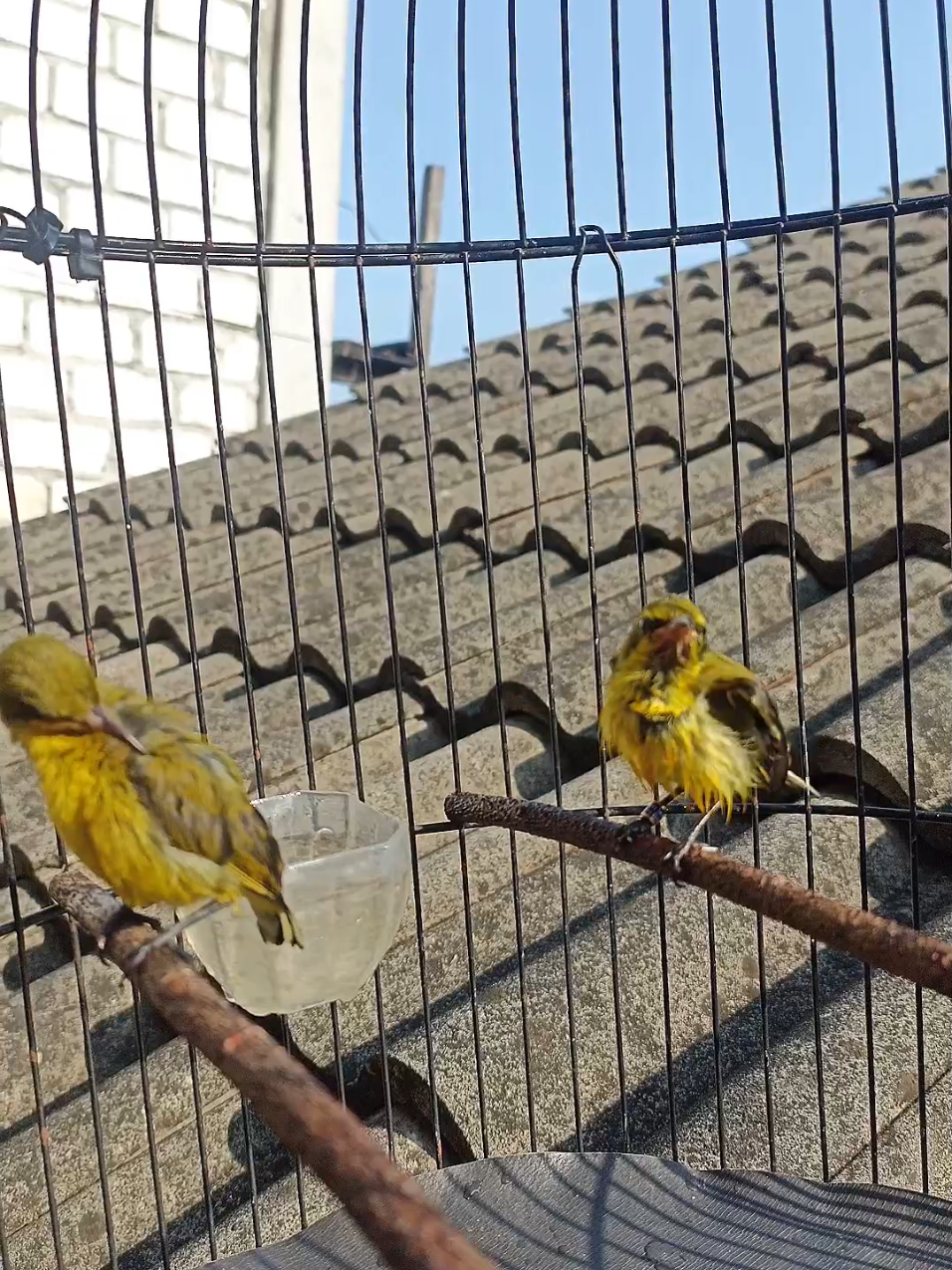 #burung #burungkicau #hobiburung #kicaumania #kicaumaniaindonesia #kicaumanianusantara #kicauburung #kolibri #sogon #sogonmania #sogonmaniaindonesia #sogokontong #bird #fyp 